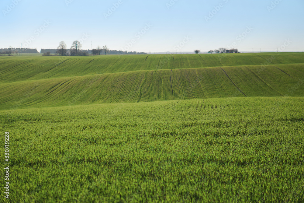 Sown farm field with wheat and cereal. Rising sprouts of barley and oats. A boundless garden with bread for food. Industrial stock theme Sown farm field with wheat and cereal. Rising sprouts of barley and oats. A boundless garden with bread for food. Industrial stock theme
