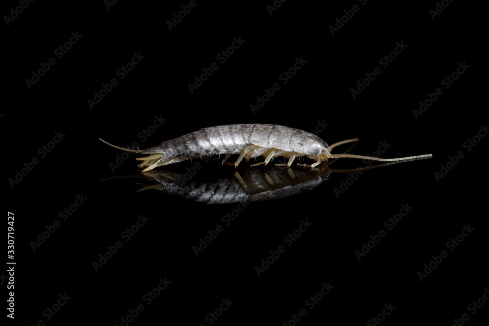 Silverfish on black background