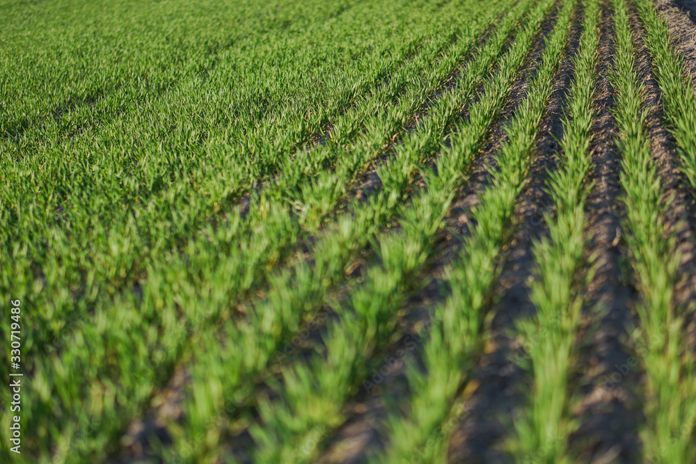 Sown farm field with wheat and cereal. Rising sprouts of barley and oats. A boundless garden with bread for food. Industrial stock theme Sown farm field with wheat and cereal. Rising sprouts of barley and oats. A boundless garden with bread for food. Industrial stock theme