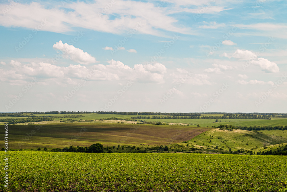 Green agricultural fields at a bright sunny summer day. Plain under a cloudy sky. Typical agricultural landscape of Belgorod reggion, Russia.