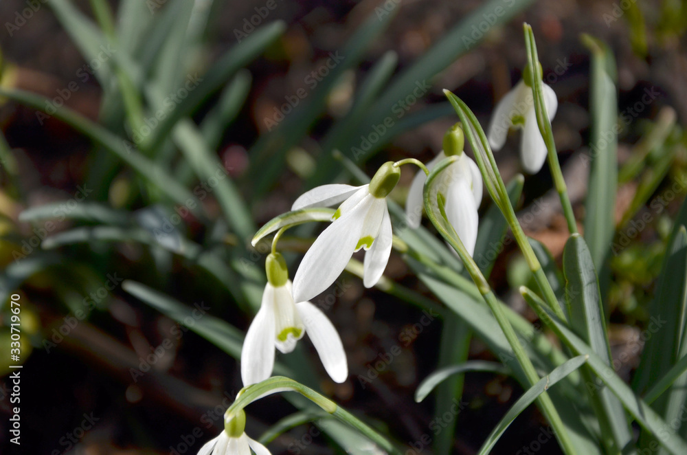 Fototapeta premium flowerbed of primroses beautiful snowdrops in the garden 