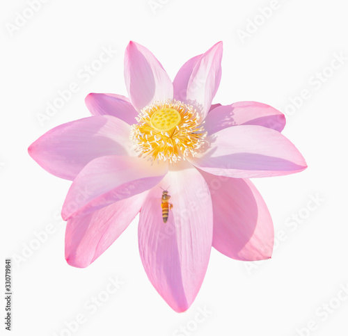 Asian honeybee collecting pollen from Lotus.