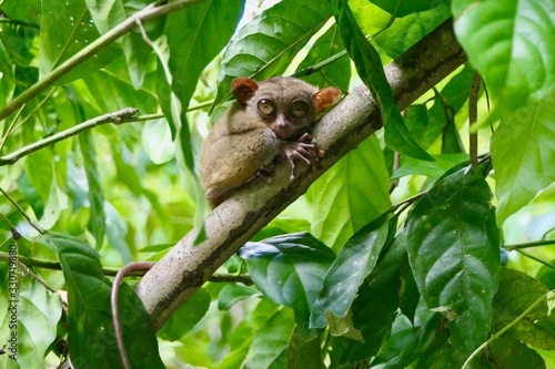Valokuva Funny tarsier with open eyes, small primate, on branch in nature, Bohol, Philipp