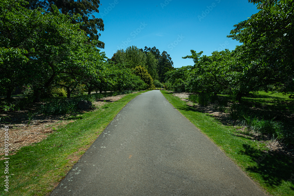 road in the forest