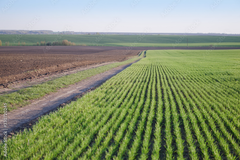 Sown farm field with wheat and cereal. Rising sprouts of barley and oats. A boundless garden with bread for food. Industrial stock theme