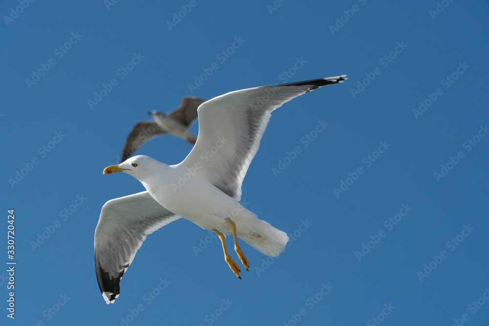 Obraz premium seagull in flight