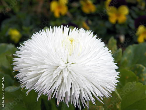 A big ornemental amberboa white white ball bloomed focused on foregroundwith other flowers in the background. Close-up 4x3 photography photo