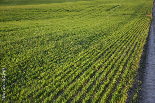 Sown farm field with wheat and cereal. Rising sprouts of barley and oats. A boundless garden with bread for food. Industrial stock theme