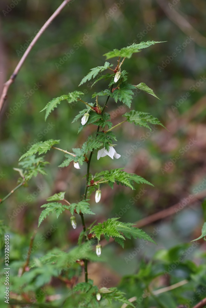 Rubus palmatus flowers / Rubus palmatus is a deciduous shrub of the family Rosaceae, with white flowers blooming downward in spring.