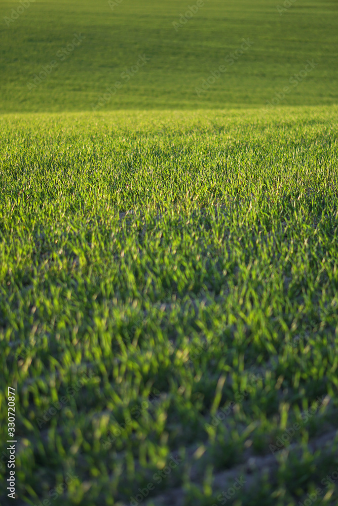 Sown farm field with wheat and cereal. Rising sprouts of barley and oats. A boundless garden with bread for food. Industrial stock theme Sown farm field with wheat and cereal. Rising sprouts of barley and oats. A boundless garden with bread for food. Industrial stock theme
