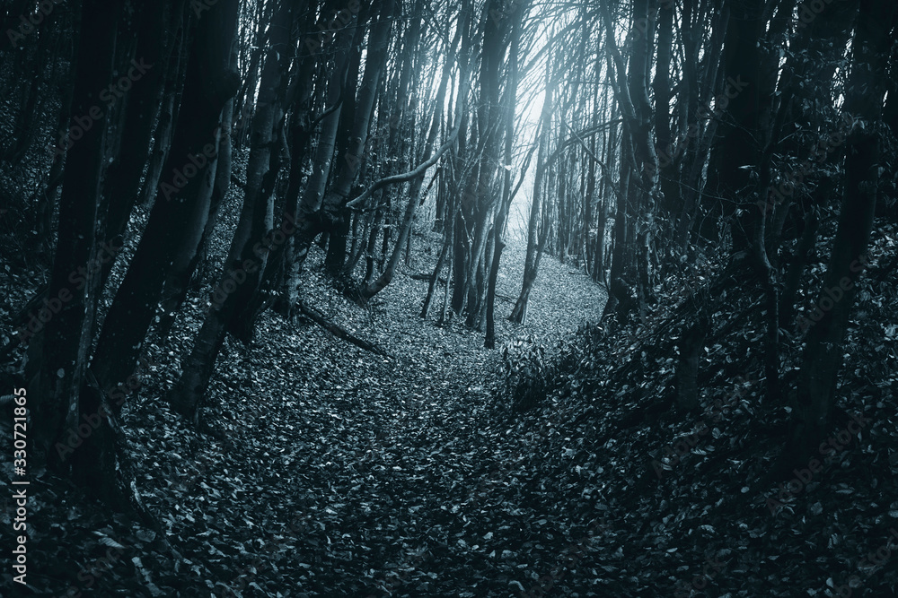 Naklejka premium dark magical forest path at night