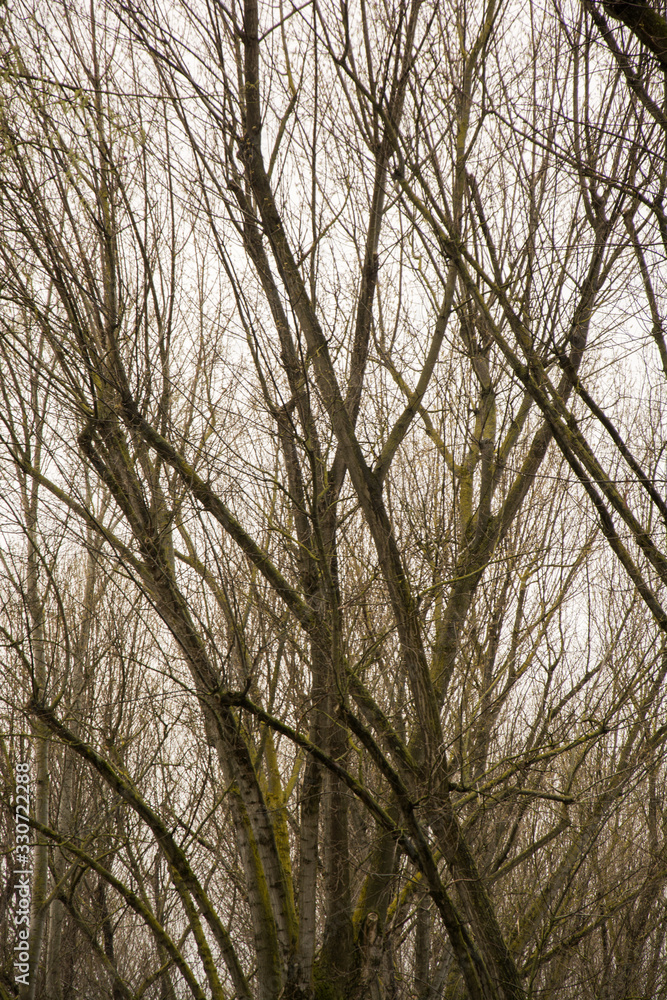 alberi alberi