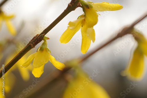 Forsythia with nice buds and colorful yellow blossoms combinded with a beautiful bokeh background representing the awakening of the nature in spring