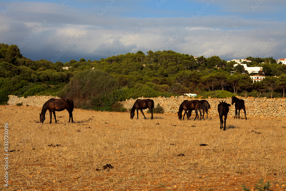 Es Migjorn Gran, Menorca / Spain - June 25, 2016: Horses in a field near Es Migjorn Gran, Menorca, Balearic Islands, Spain Es Migjorn Gran, Menorca / Spain - June 25, 2016: Horses in a field near Es Migjorn Gran, Menorca, Balearic Islands, Spain