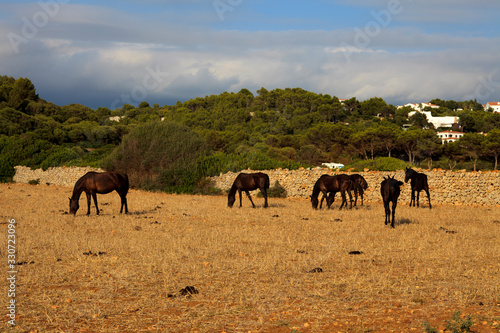 Fototapeta Naklejka Na Ścianę i Meble -  Es Migjorn Gran, Menorca / Spain - June 25, 2016: Horses in a field near Es Migjorn Gran, Menorca, Balearic Islands, Spain