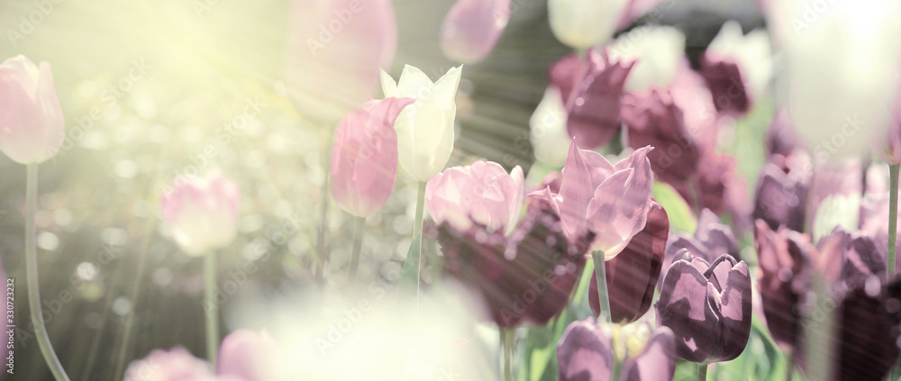 Fototapeta Białe i fioletowe tulipany na łące w blasku słońca. 