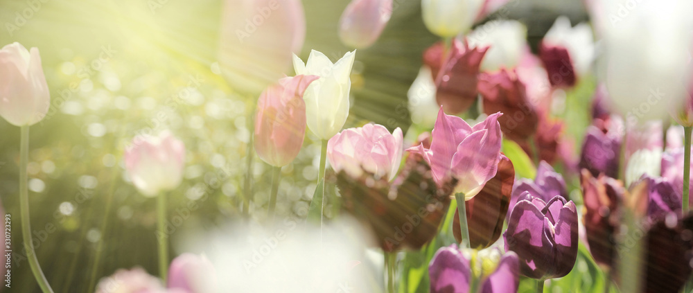 Fototapeta Kwitnące fioletowe tulipany na łące w blasku słońca