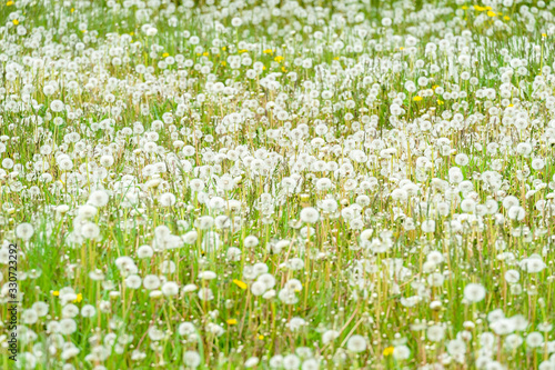 A field of dandelions gone to seed.