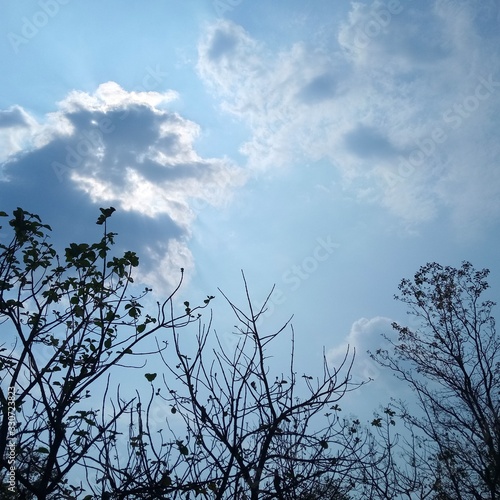 shrubs on blue sky