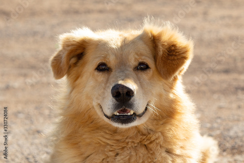 Portrait of a fluffy happy dog on a Sunny day © Екатерина Переславце