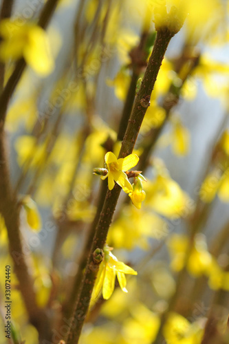 Forsythia with nice buds and colorful yellow blossoms combinded with a beautiful bokeh background representing the awakening of the nature in spring photo