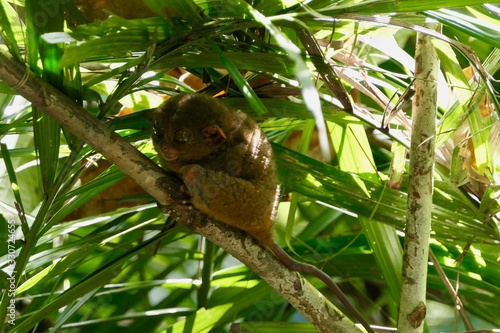Sleepy tarsier with open eyes and funny face  small primate  on branch in nature  Bohol  Philippines