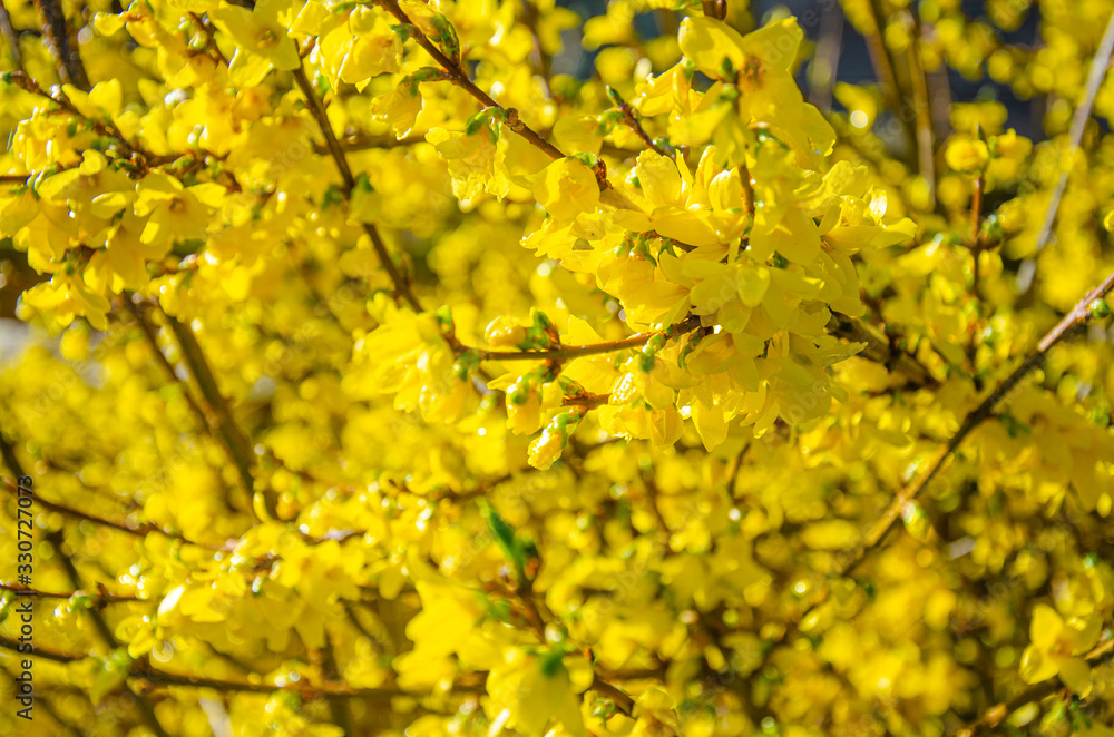 Forsythia is a spring flowering shrub with yellow flowers. Forsythia is a spring flowering shrub with yellow flowers.
