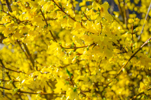 Forsythia is a spring flowering shrub with yellow flowers.