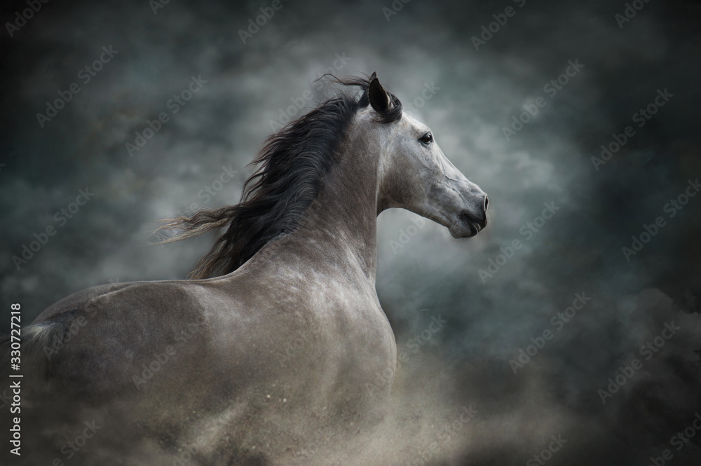 Fototapeta White horse portrait with long mane on dark background
