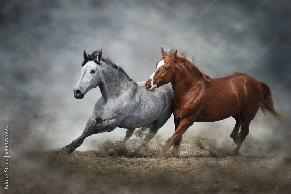 Fototapeta premium Horses run in dust