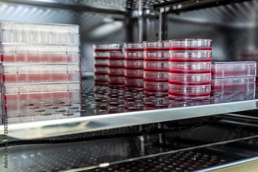 Ταπετσαρία Cell culture dishes in incubator for research