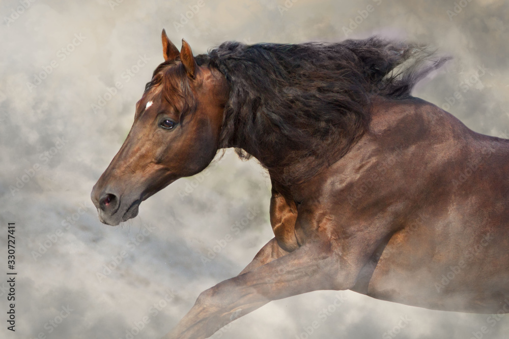 Fototapeta premium horse in winter