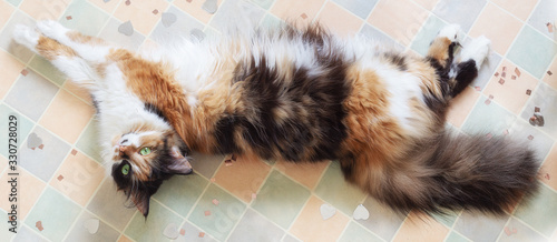 Fluffy tricolor cat lying stretched out on the floor among the shiny confetti photo