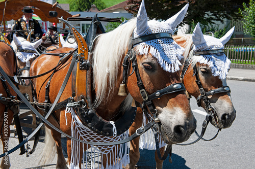 Pferd mit Kopfschmuck, Sarnen, Obwalden, Schweiz photo