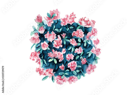 Flowering bush of evergreen pink rhododendron watercolor drawing
