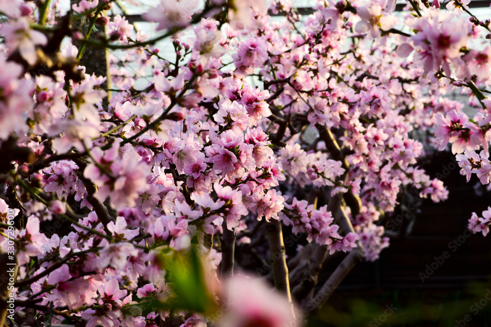 In winter, the peach trees were covered with peach blossoms