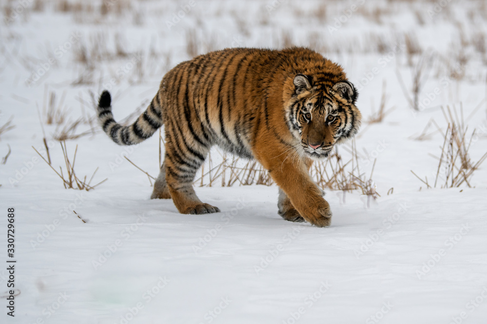 Fototapeta premium Siberian Tiger running in snow. Beautiful, dynamic and powerful photo of this majestic animal. Set in environment typical for this amazing animal. Birches and meadows