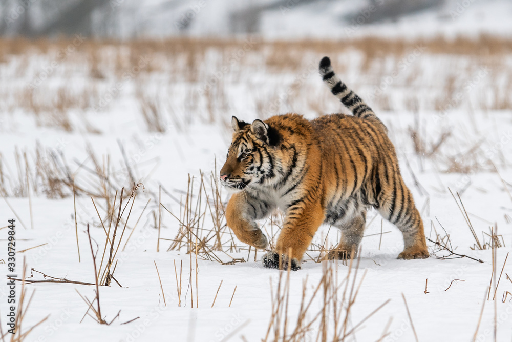 Obraz premium Siberian Tiger running in snow. Beautiful, dynamic and powerful photo of this majestic animal. Set in environment typical for this amazing animal. Birches and meadows