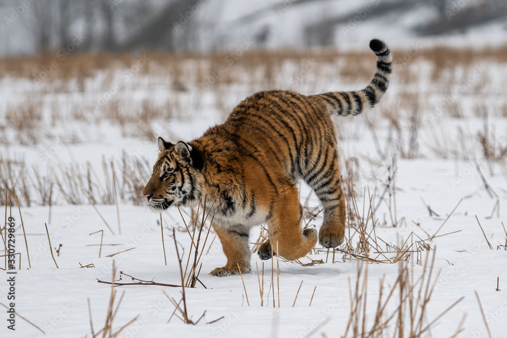 Obraz premium Siberian Tiger running in snow. Beautiful, dynamic and powerful photo of this majestic animal. Set in environment typical for this amazing animal. Birches and meadows