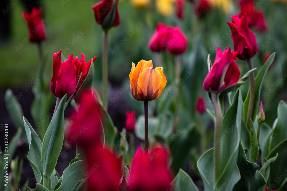 Nice color tulip flowers after the spring rain nature flora Nice color tulip flowers after the spring rain nature flora