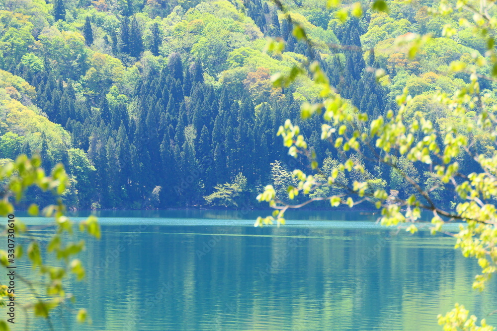 Obraz 新緑の沼沢湖。金山、福島、日本。5月中旬。