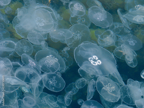 a lot of jellyfish with sea bottom on the background