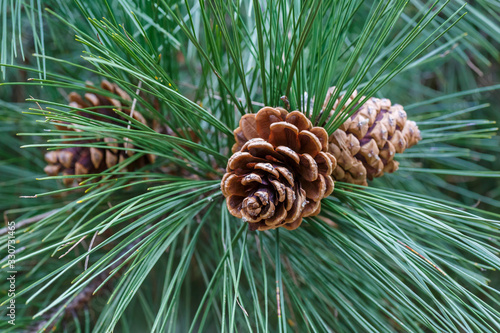 Pinus nigra. Detalle de las piñas y acículas de pino salgareño, negral, pudio, laricio.  photo