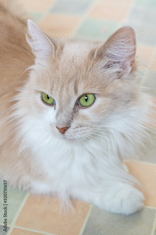 Portrait of a fluffy beige cat with green eyes