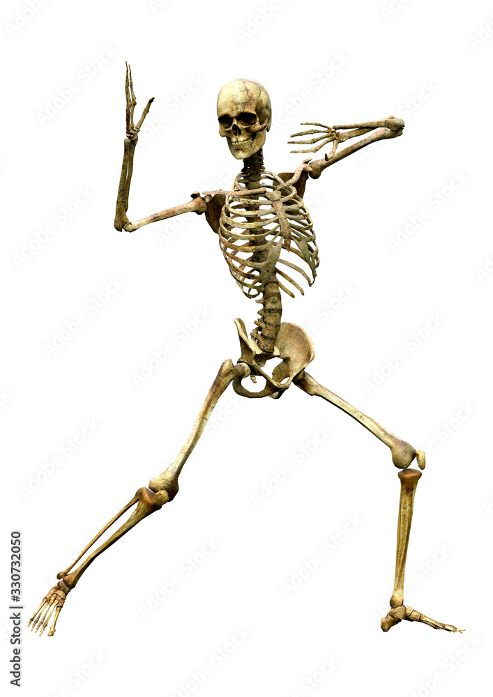 3D Rendering Human Skeleton on White 3D Rendering Human Skeleton on White