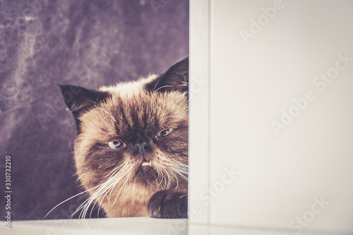 Schilderij op canvas Chat Exotic Shorthair