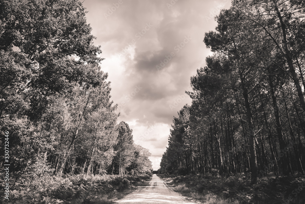 Obraz premium Landes françaises