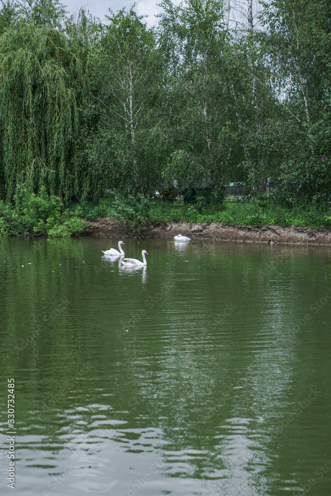 Beautiful spring river swans birds in the flowing nature. Colorful landscape in the morning and evening. Travel to deserted places of the world. Stock photo for design