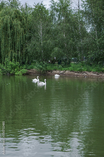 Fototapeta Naklejka Na Ścianę i Meble -  Beautiful spring river swans birds in the flowing nature. Colorful landscape in the morning and evening. Travel to deserted places of the world. Stock photo for design
