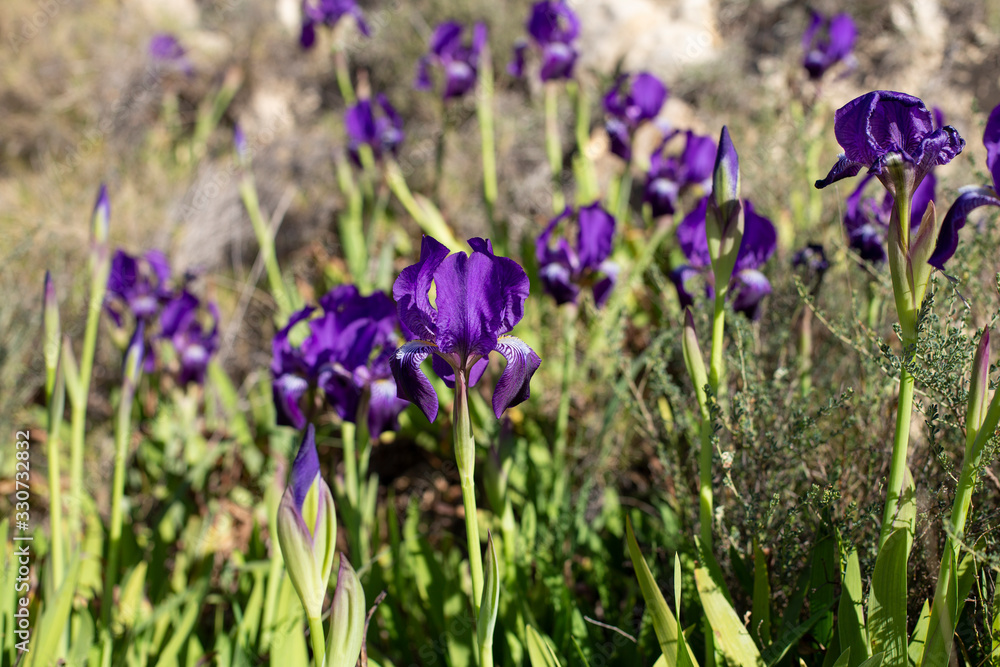Beautiful purple iris flowers Iris pumila in the grass in wild nature